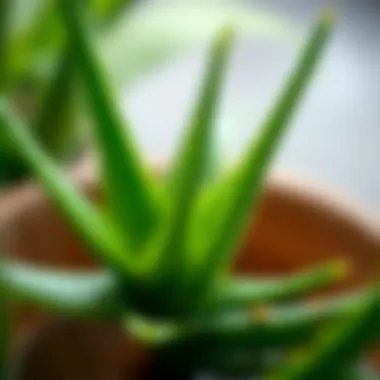 Essential Care Tips for Aloe Vera Aloe Vera Care Tips