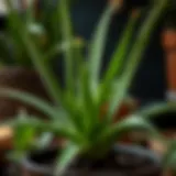 Healthy Aloe Vera Plant