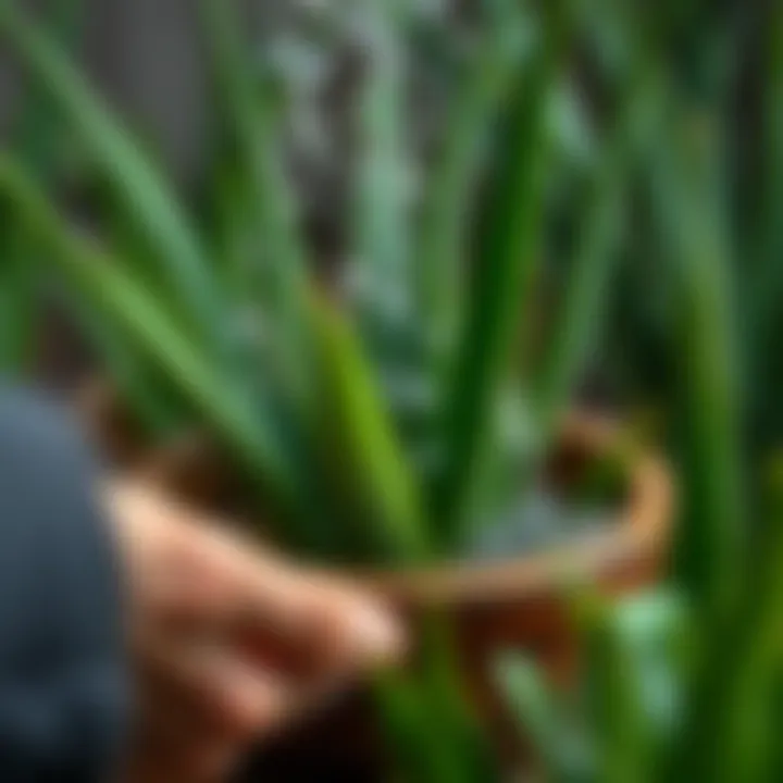 Effective Watering Techniques for Aloe Vera Aloe Vera Watering Technique