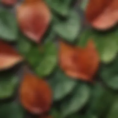 Close-up of Çakırcık Leaves Detailed close-up of Çakırcık leaves showcasing their unique texture