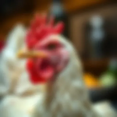 Close-up of Chicken Features Close-up of a specific chicken breed highlighting its features