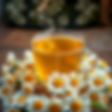Chamomile Tea with Fresh Flowers A steaming cup of chamomile tea surrounded by fresh chamomile flowers