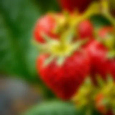 Close-up of strawberry blossoms