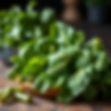 Leafy Greens Packed with Essential E Vitamins Leafy greens as sources of Vitamin E