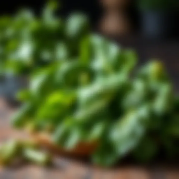 Leafy Greens Packed with Essential E Vitamins Leafy greens as sources of Vitamin E