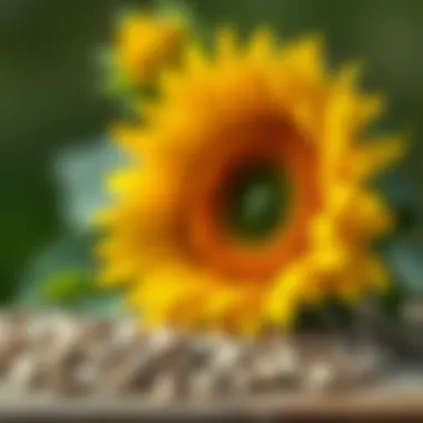 Sunflower Seeds: A Top Source of E Vitamin Sunflower seeds as a rich source of Vitamin E