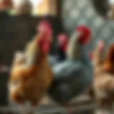 Diverse chicken breeds for egg production