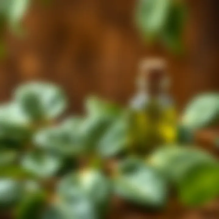Eucalyptus leaves and oil