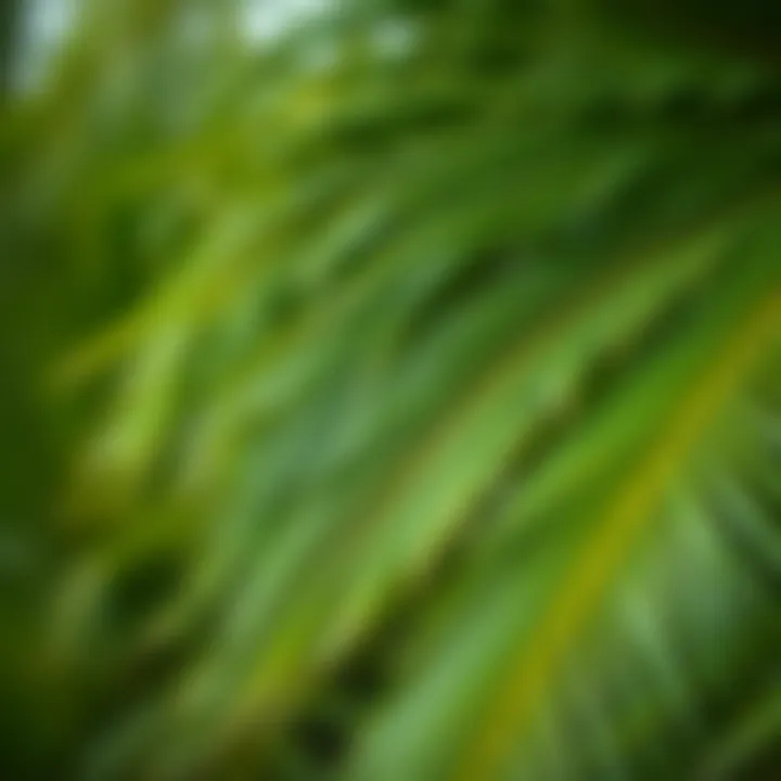 Lush Date Palm Foliage Close-up of date palm leaves showing lush greenery