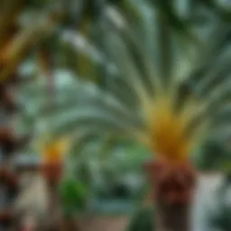 Healthy date palm trees in a home garden