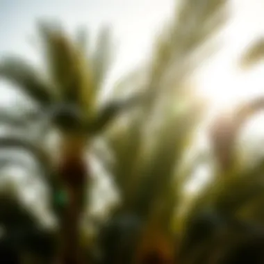 Young Date Palms in Sunlight Sunlight shining on young date palms
