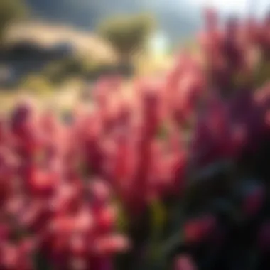 A scenic view of Rooibos plants in their natural habitat under sunlight