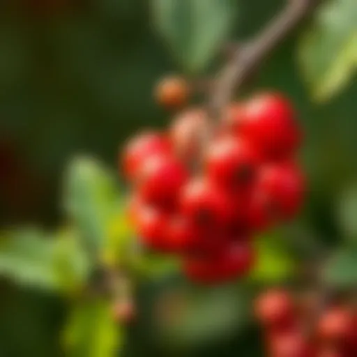 Golden berry fruit on a branch