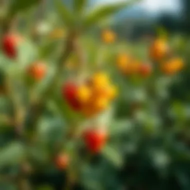 Golden berry in a garden