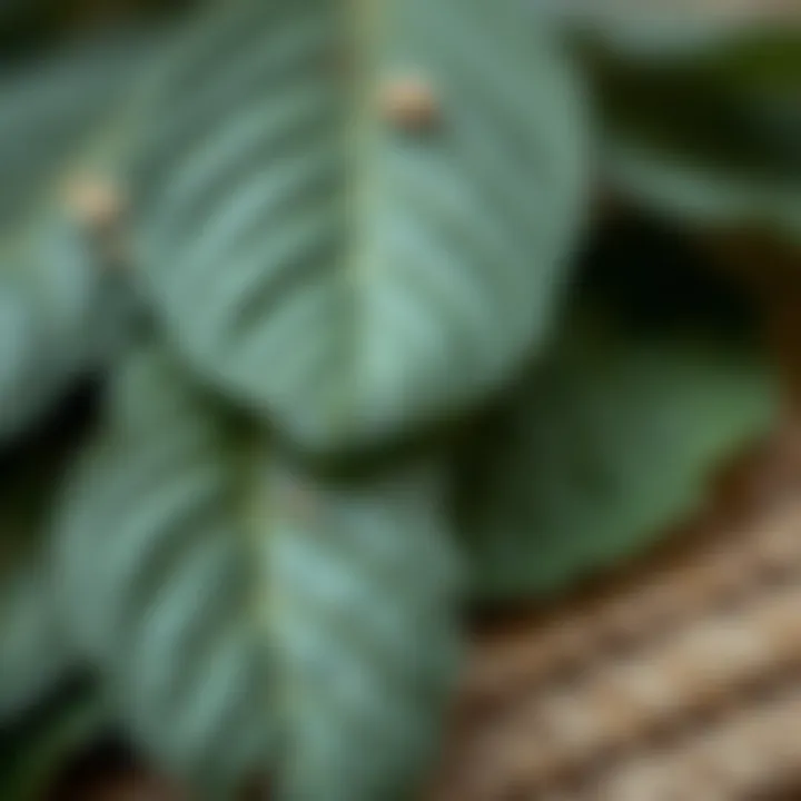 Close-up of Henna Leaves Close-up of henna leaves before processing