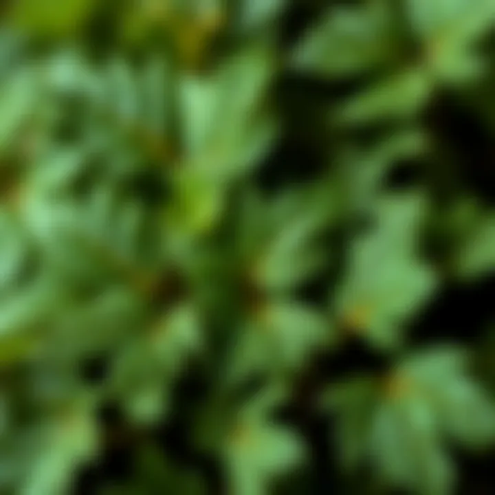 Close-up of Nettle Leaves Close-up of nettle leaves emphasizing their texture and rich green color