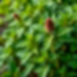 Nettle plant showcasing its vibrant green leaves in a natural setting