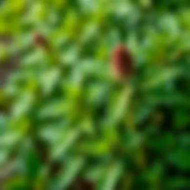 Vibrant Green Nettle Plant Nettle plant showcasing its vibrant green leaves in a natural setting