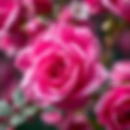 Vibrant Japanese rose in full bloom showcasing its petals