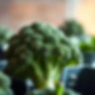 A close-up of broccoli highlighting its health benefits