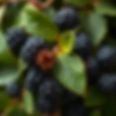 Nutritional benefits highlighted with black mulberry leaves