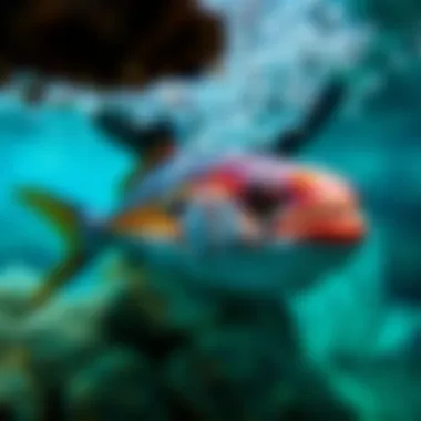 Understanding the Natural Habitat of Karagöz Fish Karagöz fish habitat showcasing underwater environment