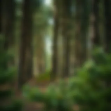 The Serenity of Nature: A Forest of Pine Trees A serene forest setting with pine trees, symbolizing natural ingredients.