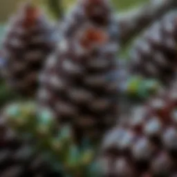 A close-up view of pine cones showcasing their texture and natural beauty.