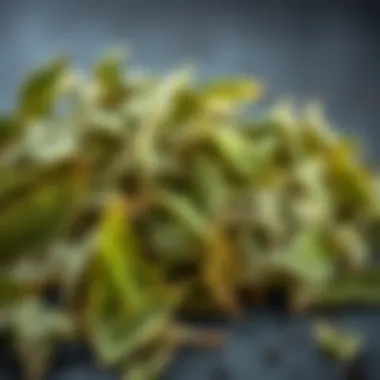 A detailed view of dried lemon balm leaves for storage