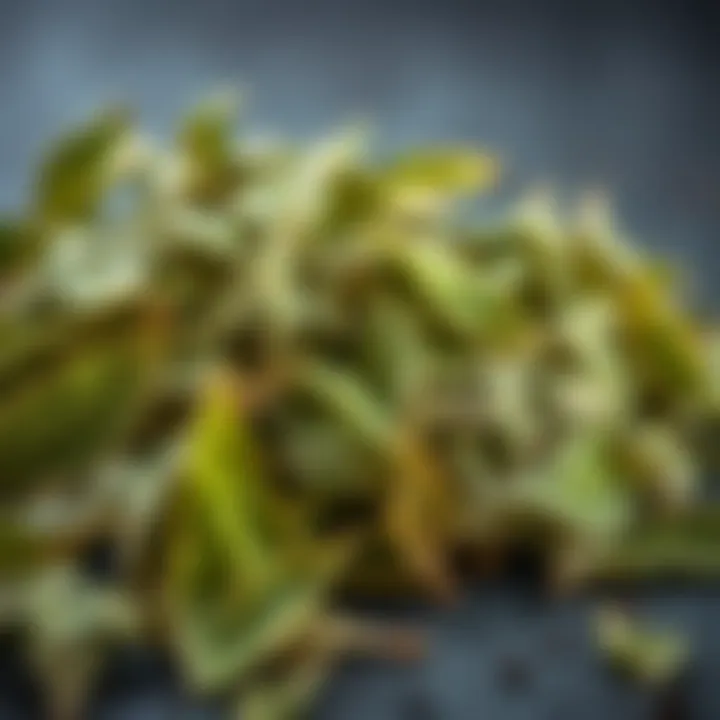 A detailed view of dried lemon balm leaves for storage