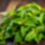 Fresh lemon balm leaves representing nature's remedy