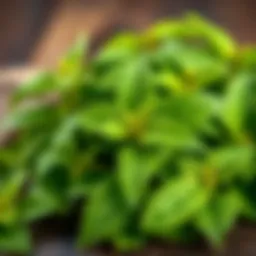 Fresh lemon balm leaves representing nature's remedy