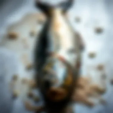 Filleted Mezgit Fish Cleaned fish showing perfect fillet