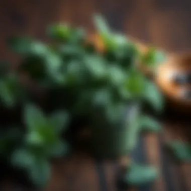 Mint Leaves for Nausea Relief Calming mint leaves, a natural remedy for nausea