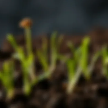 Close-up of healthy onion seedlings in soil