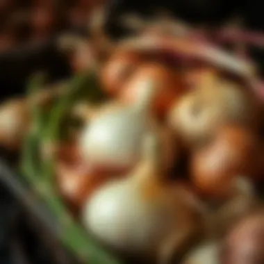 Freshly harvested onions ready for market