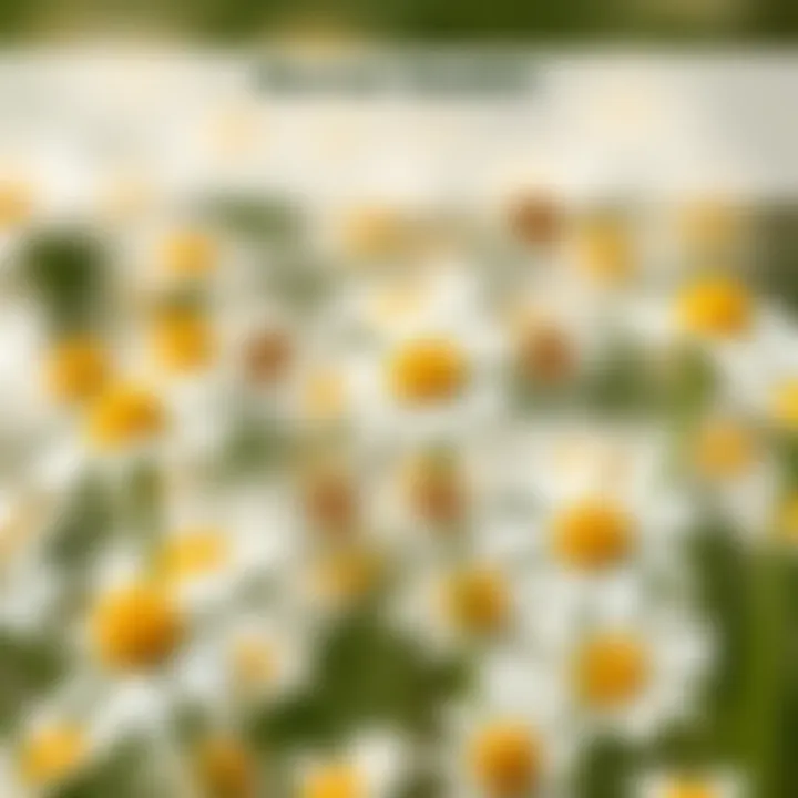 Chamomile and Mental Health Benefits An illustrated diagram of chamomile's effects on mental health