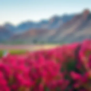 Rooibos Plant Landscape A serene landscape depicting the growth of rooibos plants in South Africa