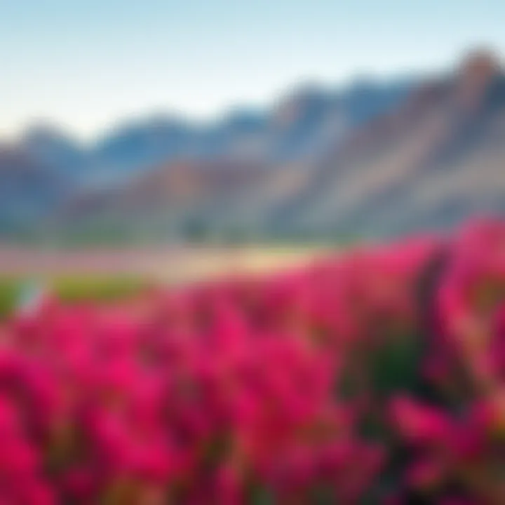 Rooibos Plant Landscape A serene landscape depicting the growth of rooibos plants in South Africa