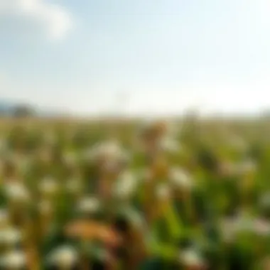 A serene setting featuring a lush field where shepherd's purse grows naturally