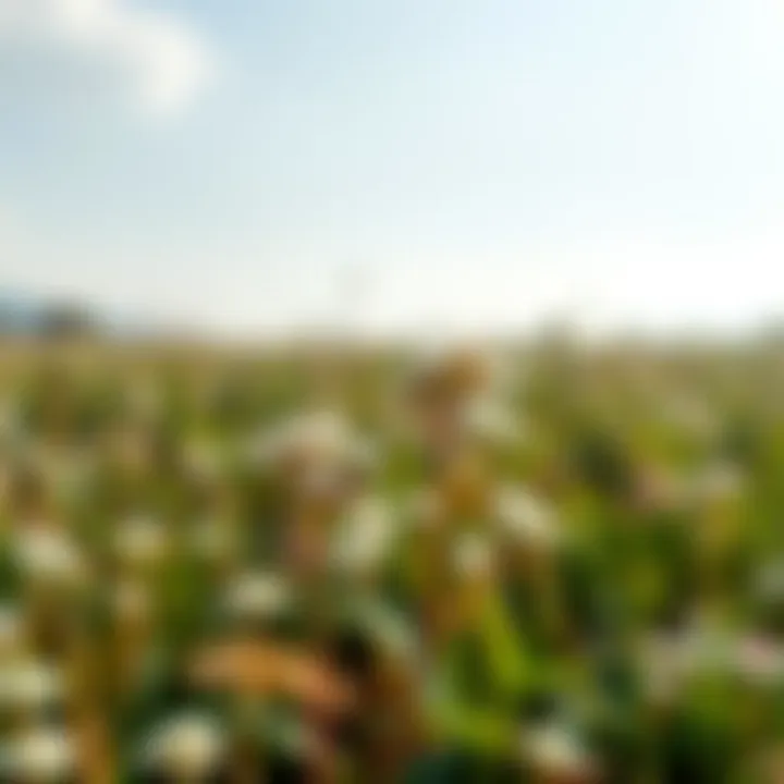 A serene setting featuring a lush field where shepherd's purse grows naturally