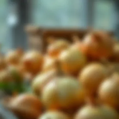 Best Practices for Onion Storage Optimal conditions for storing onions