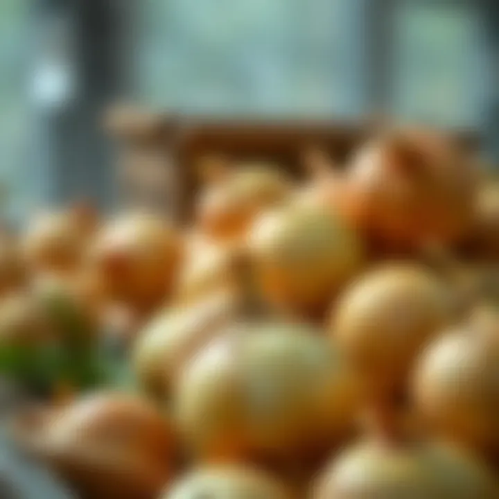 Best Practices for Onion Storage Optimal conditions for storing onions