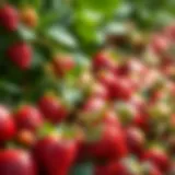 Fresh strawberries ready for harvest