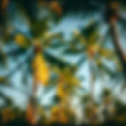 Coconut palm trees swaying in the tropical breeze