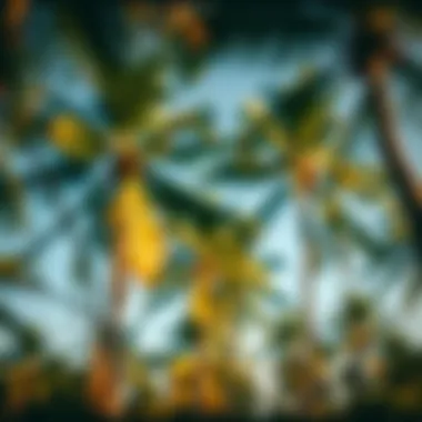 Coconut palm trees swaying in the tropical breeze