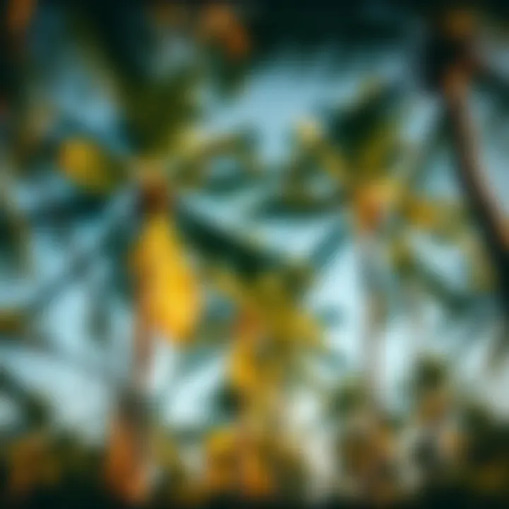 Coconut palm trees swaying in the tropical breeze