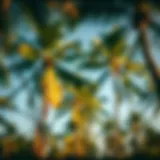 Tropical Ecosystem Coconut palm trees swaying in the tropical breeze