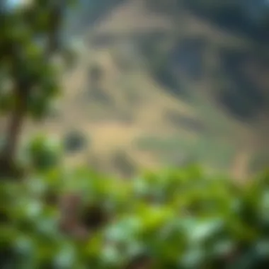 The Organic Roots of Yayla Tea A serene landscape showcasing the natural habitat where Yayla tea is harvested, highlighting its organic roots.