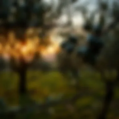 A picturesque view of an olive grove during sunset